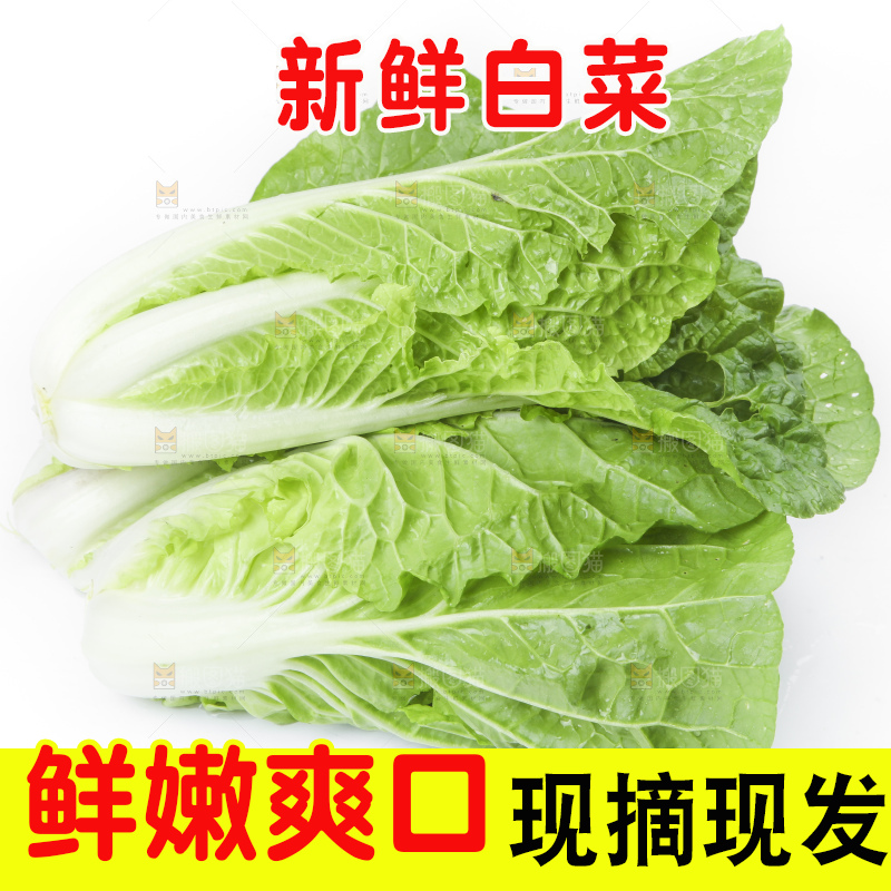 白底上放着大白菜