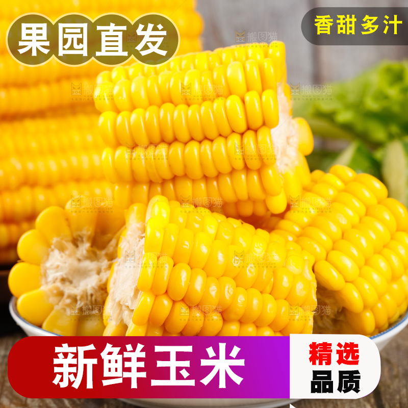 深底上的东北玉米