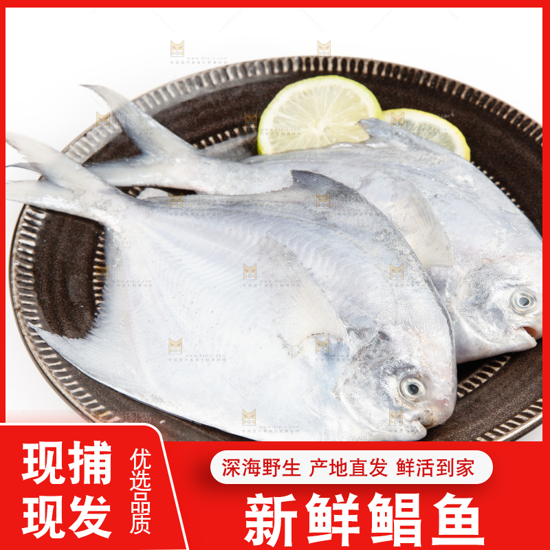 白底上的深海银鲳鱼