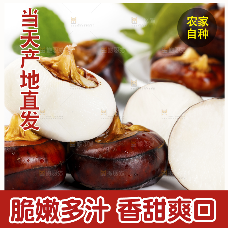 浅底上的红马蹄