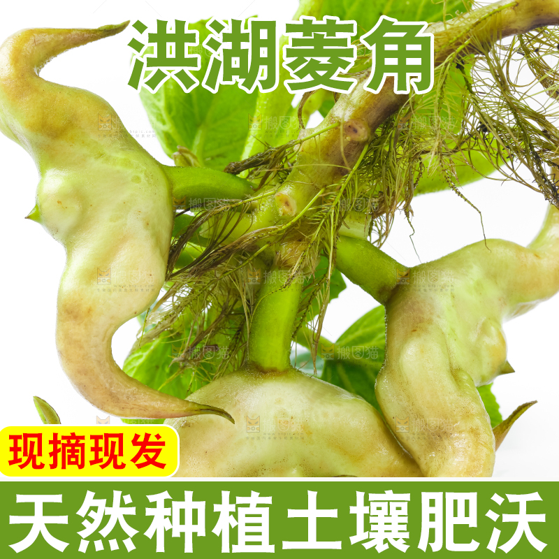 浅底上的新鲜菱角