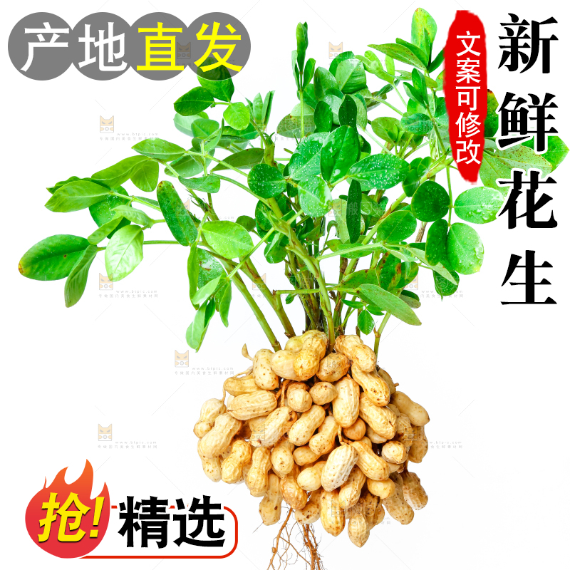 白底上的新鲜花生