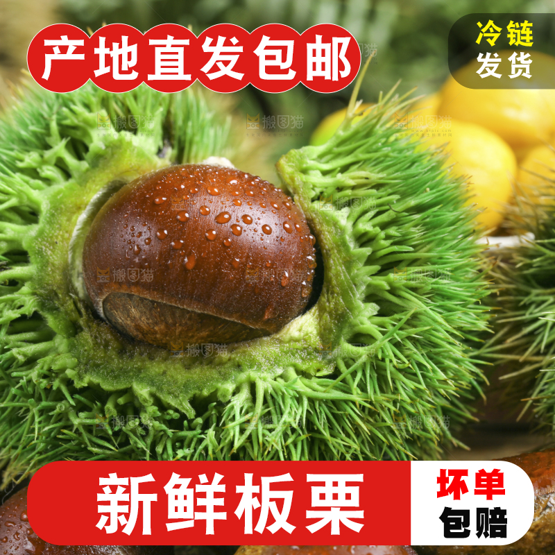 木底上的迁西板栗