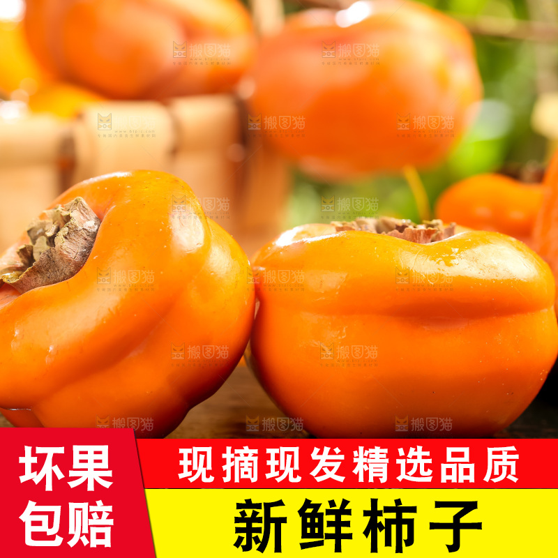 黑石板上放着易县磨盘柿