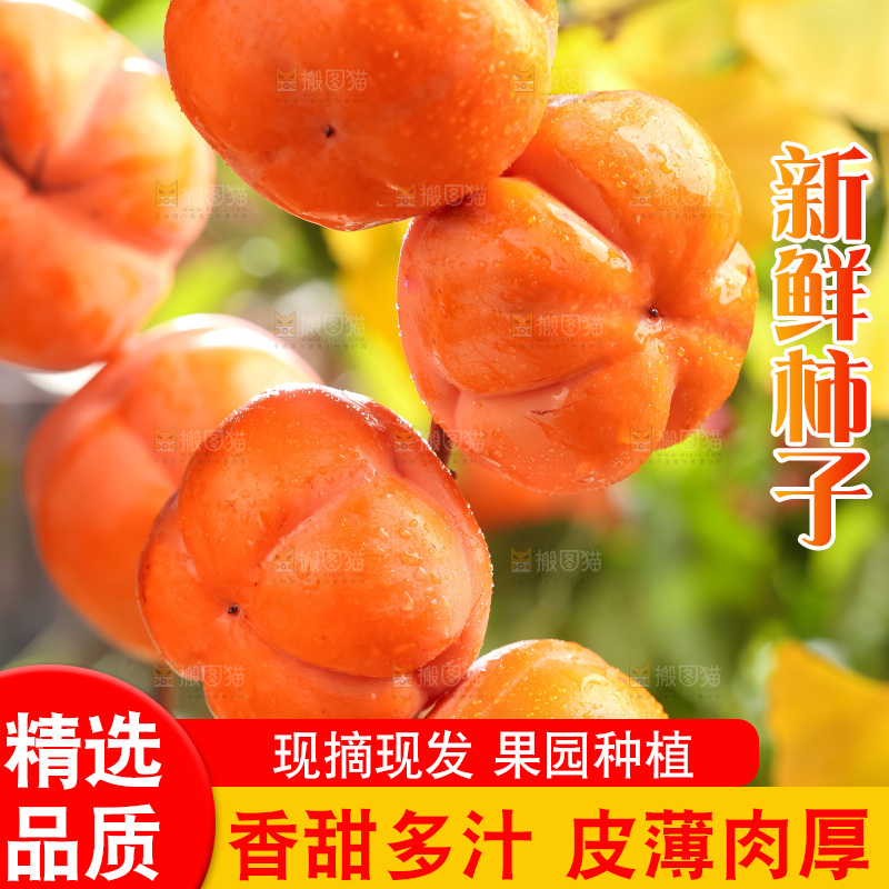 树枝上挂着磨盘柿