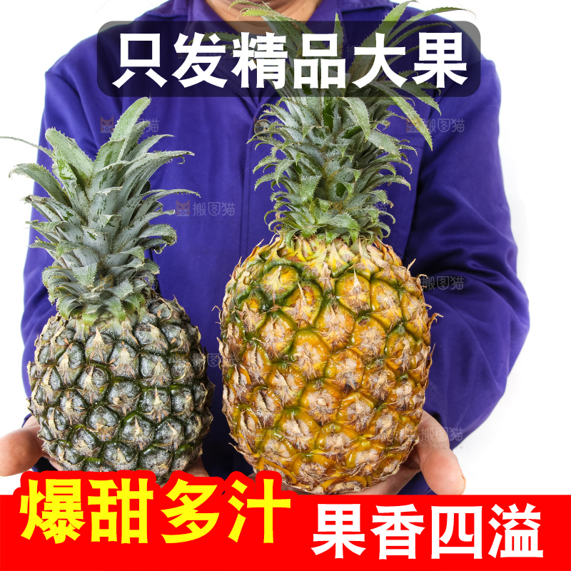 农民手里拿着香水菠萝