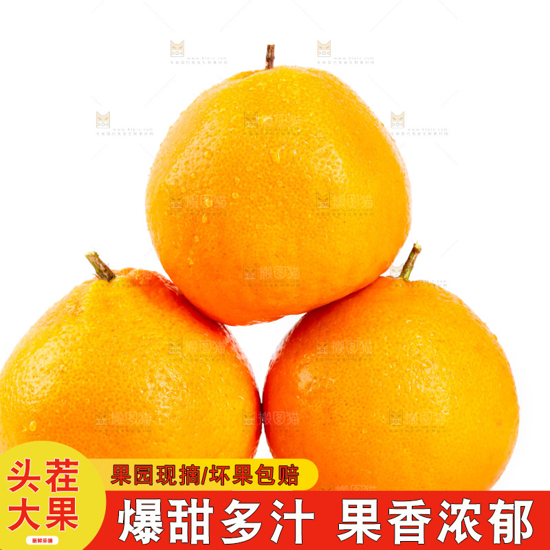 白底上的春见耙耙柑