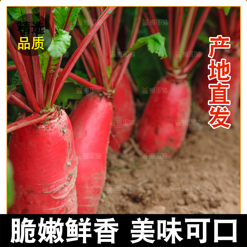 地里长着红萝卜