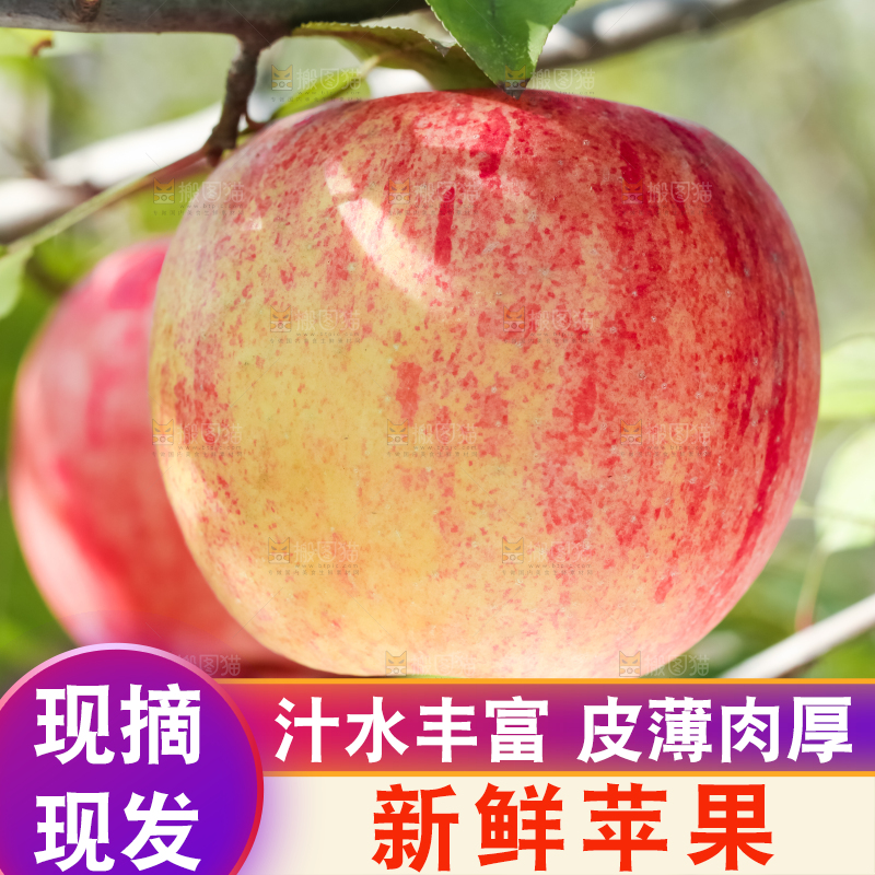 树上挂着冰糖心苹果