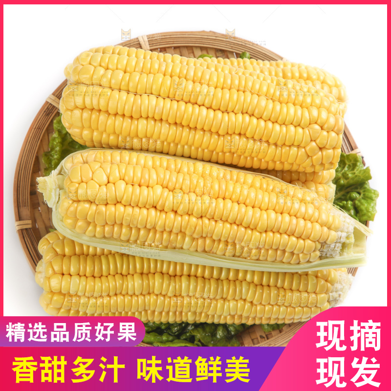 白底上的新鲜玉米