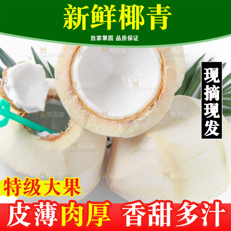 白底上青椰子