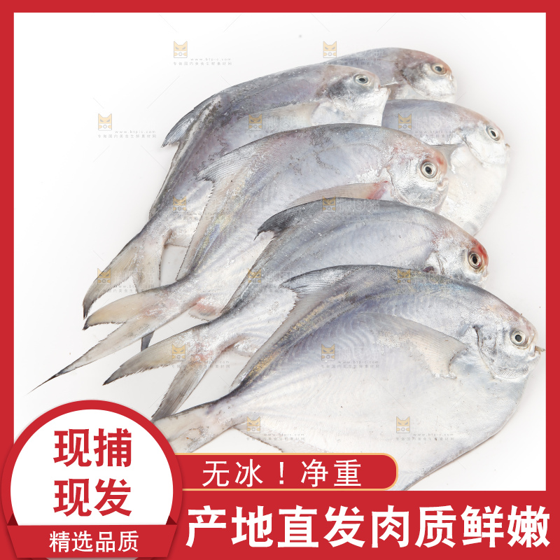 白底上的深海银鲳鱼
