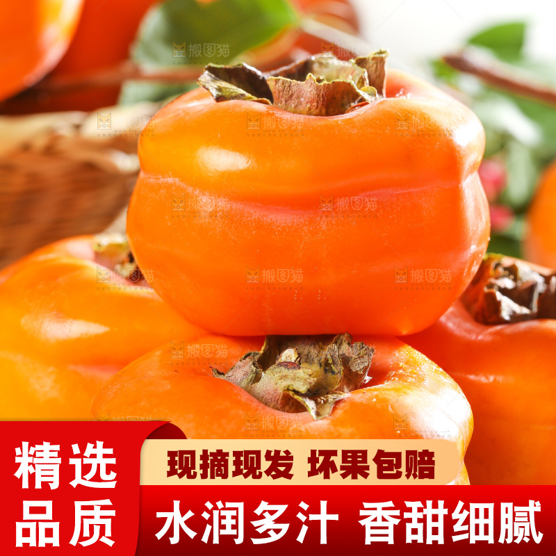 木底上的磨盘柿