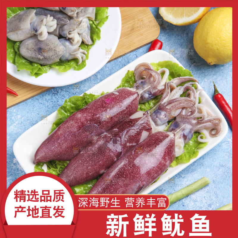 蓝底上的鱿鱼
