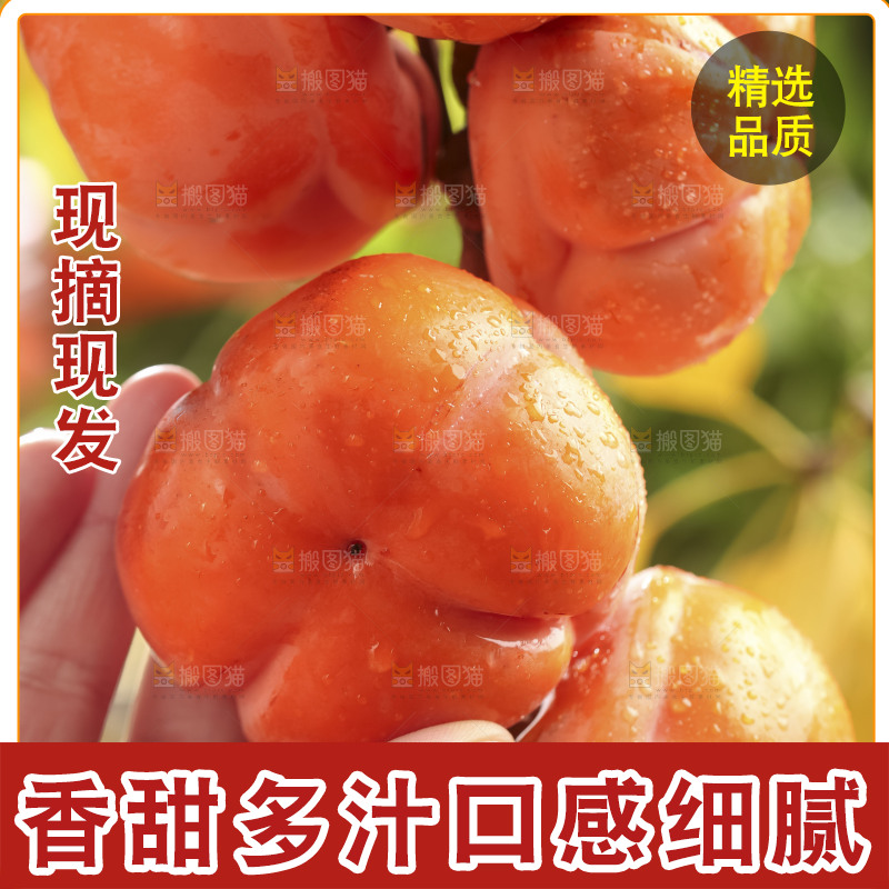 树枝上挂着磨盘柿