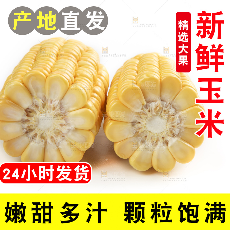 白底上的新鲜玉米