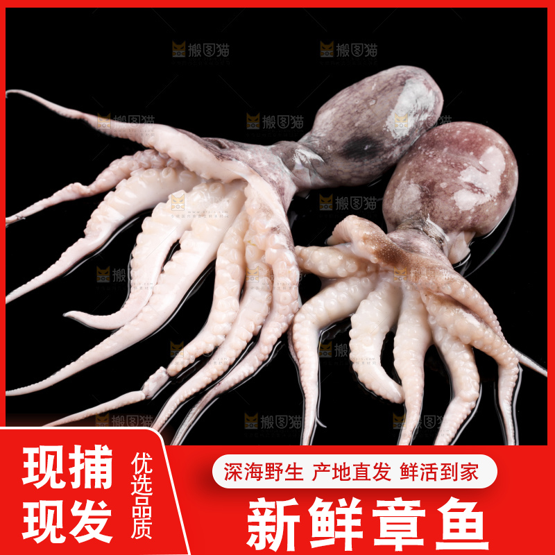 黑底上放着大连章鱼