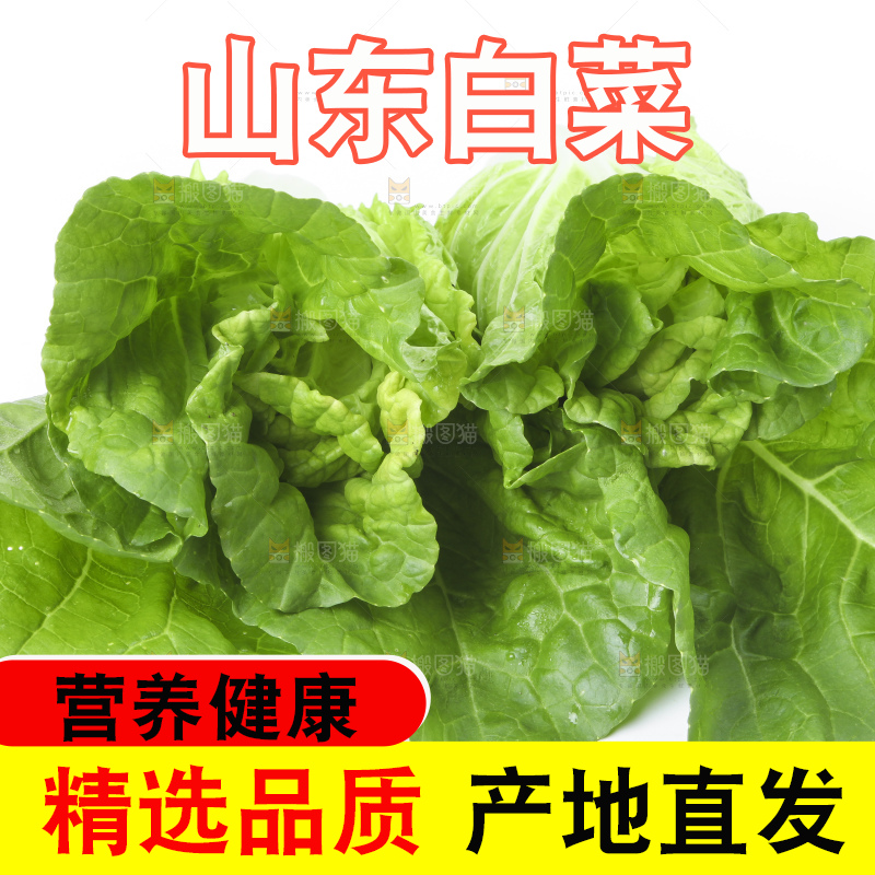 白底上放着大白菜