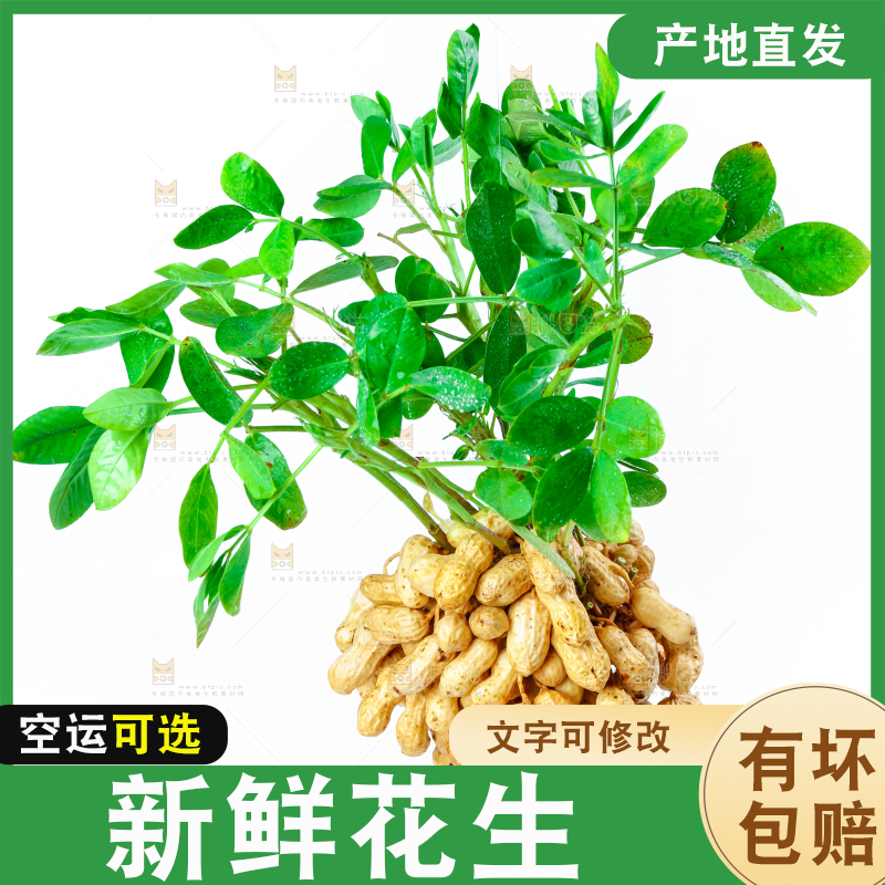 白底上的新鲜花生