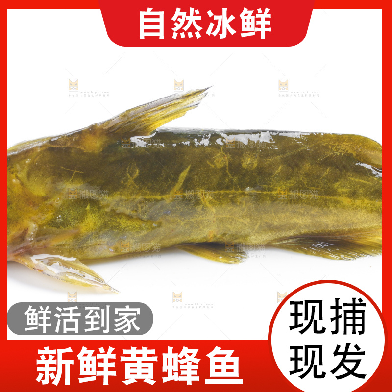 白底上放着黄蜂鱼