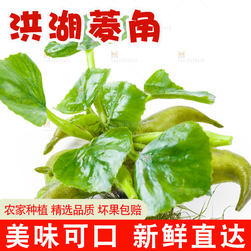 浅底上的新鲜菱角