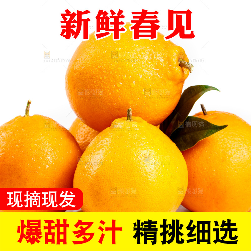 白底上的春见耙耙柑