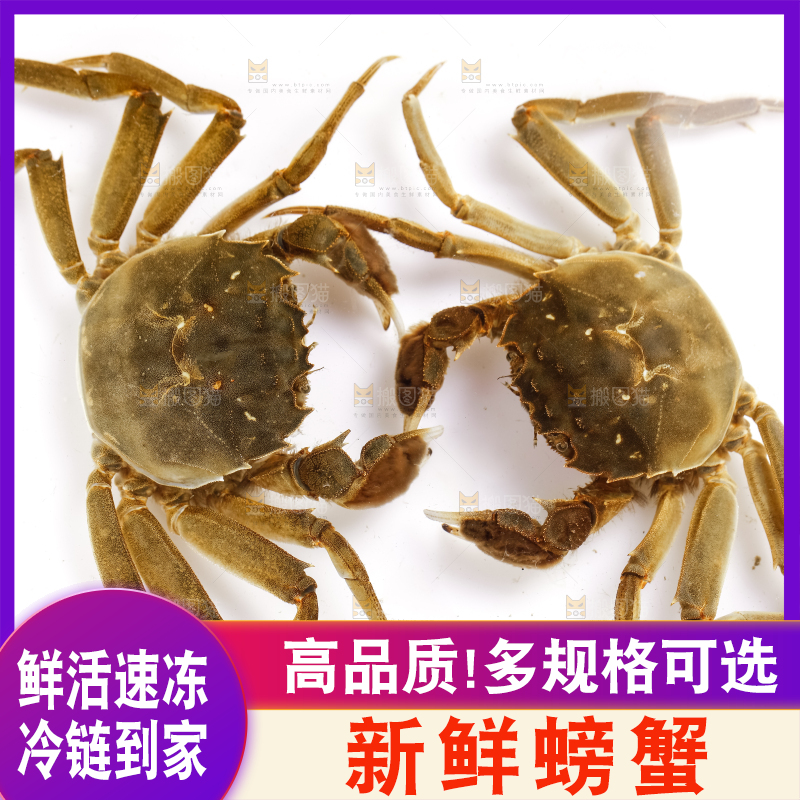 浅底上的螃蟹