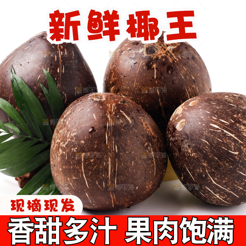 浅底上的椰皇