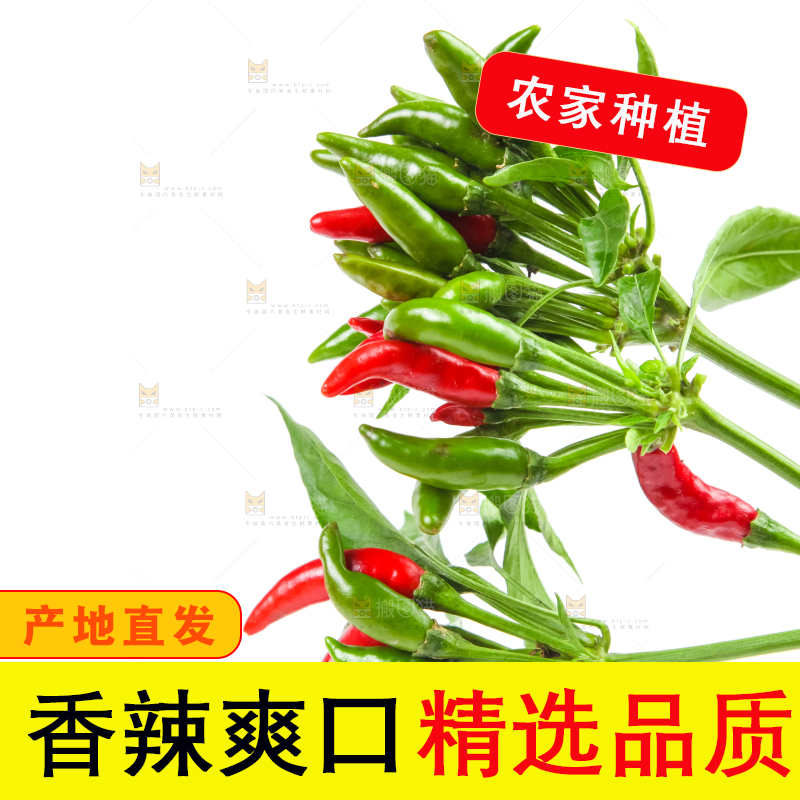 白底上的小米椒