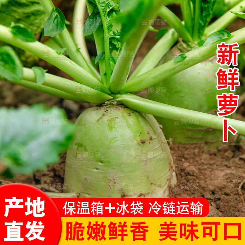 地里种着青萝卜