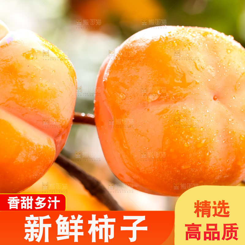 树枝上挂着磨盘柿