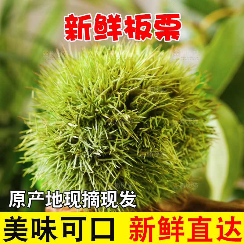 深底上的迁西板栗