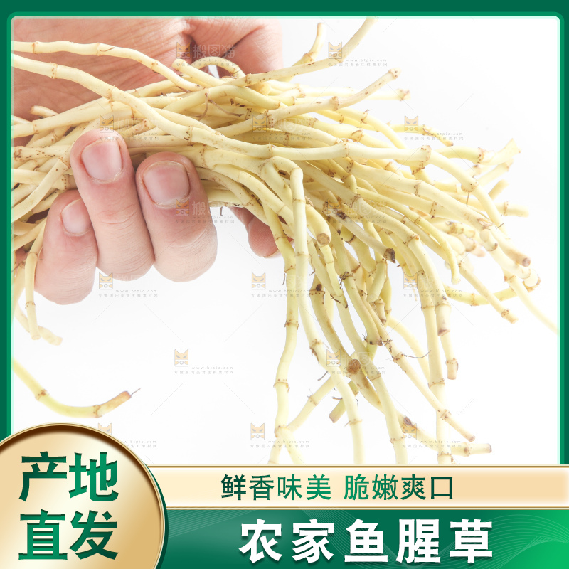 手里拿着新鲜鱼腥草