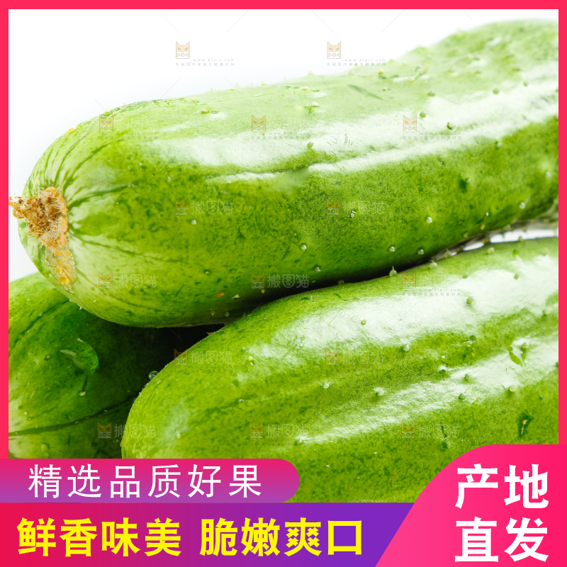 白底上的小黄瓜