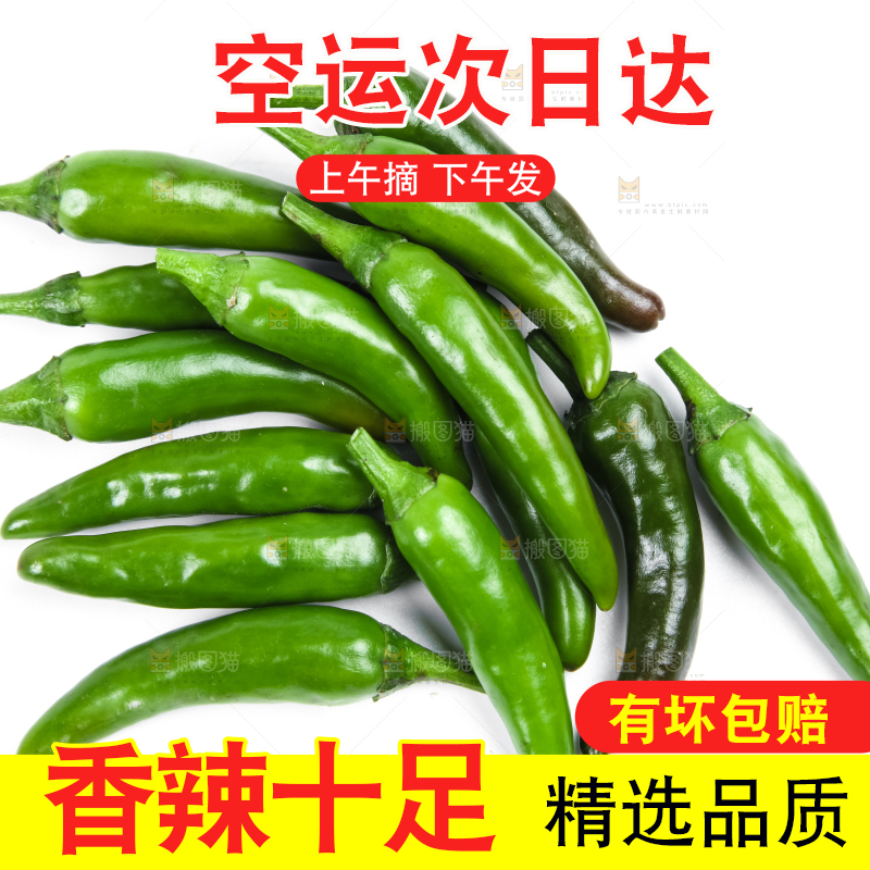 白底上摆放着广西小米椒