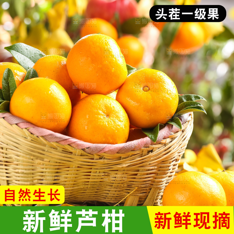 黄底上的椪柑橘