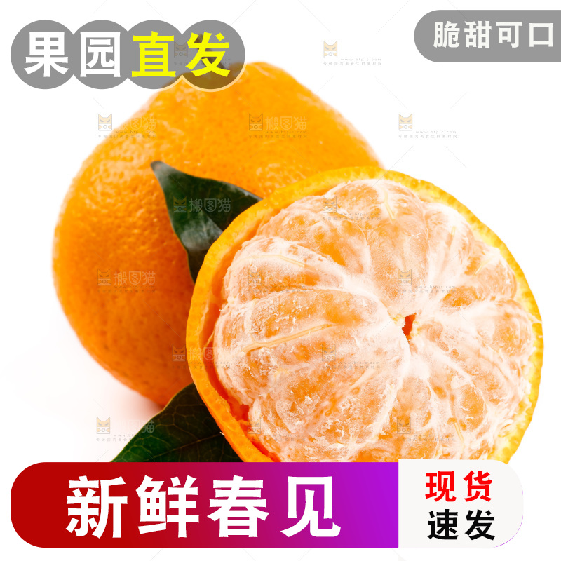 白底上的春见耙耙柑