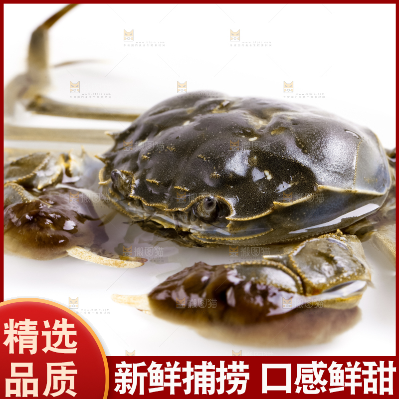 浅底上的螃蟹