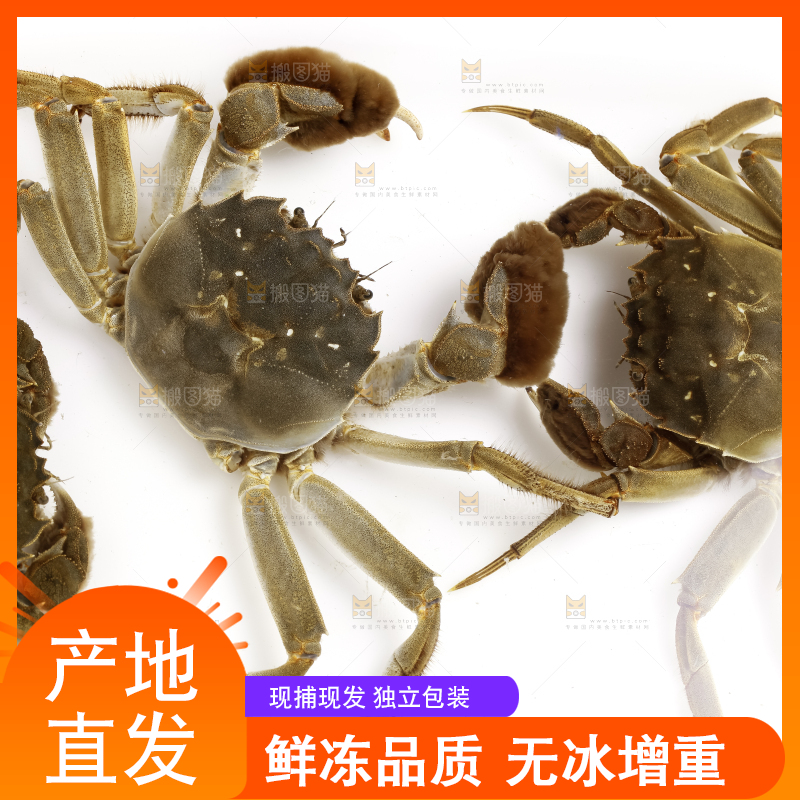 浅底上的螃蟹