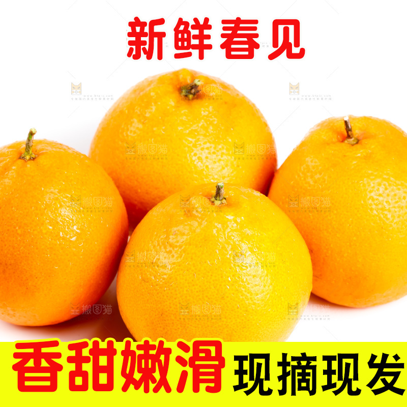 白底上的春见耙耙柑