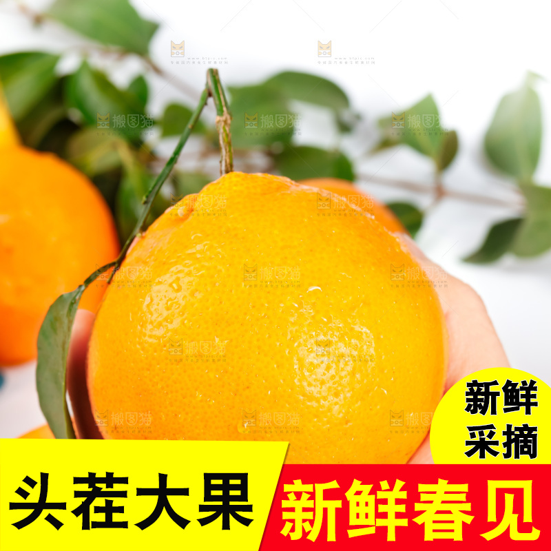 手里拿着新鲜春见