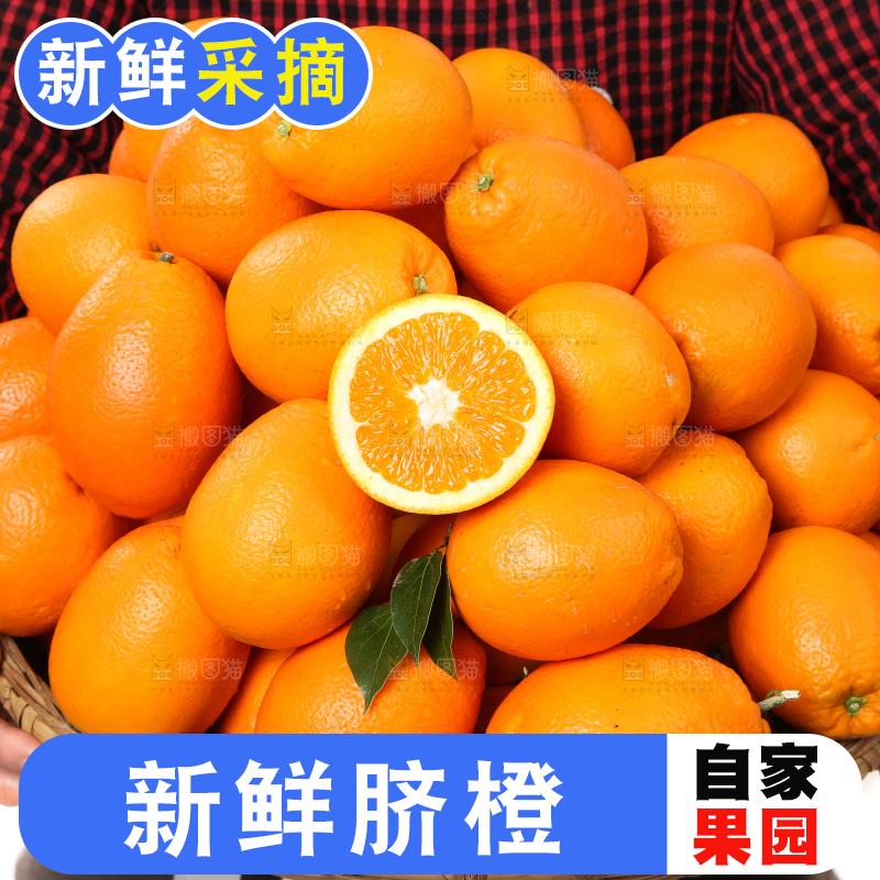 手里拿着长虹脐橙