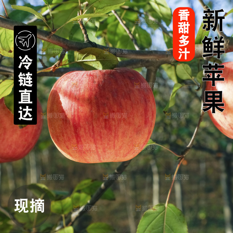 树上挂着冰糖心苹果