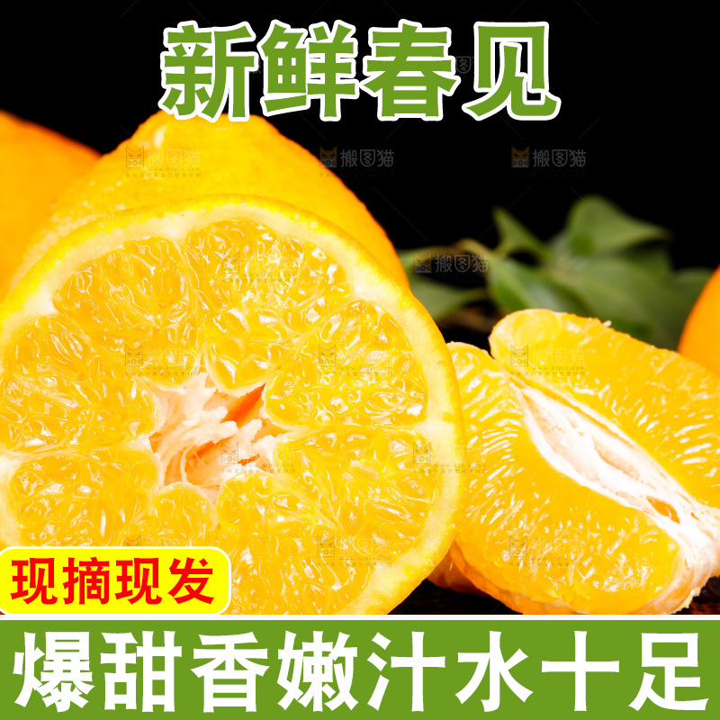 深底上的春见柑桔