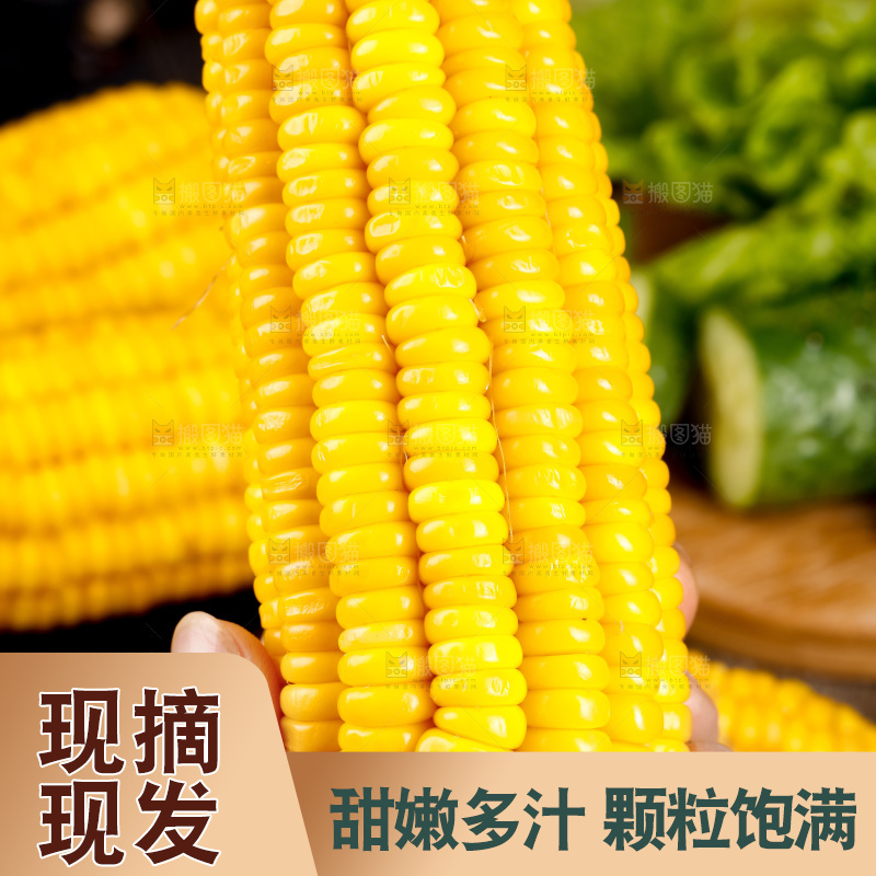 深底上的东北玉米