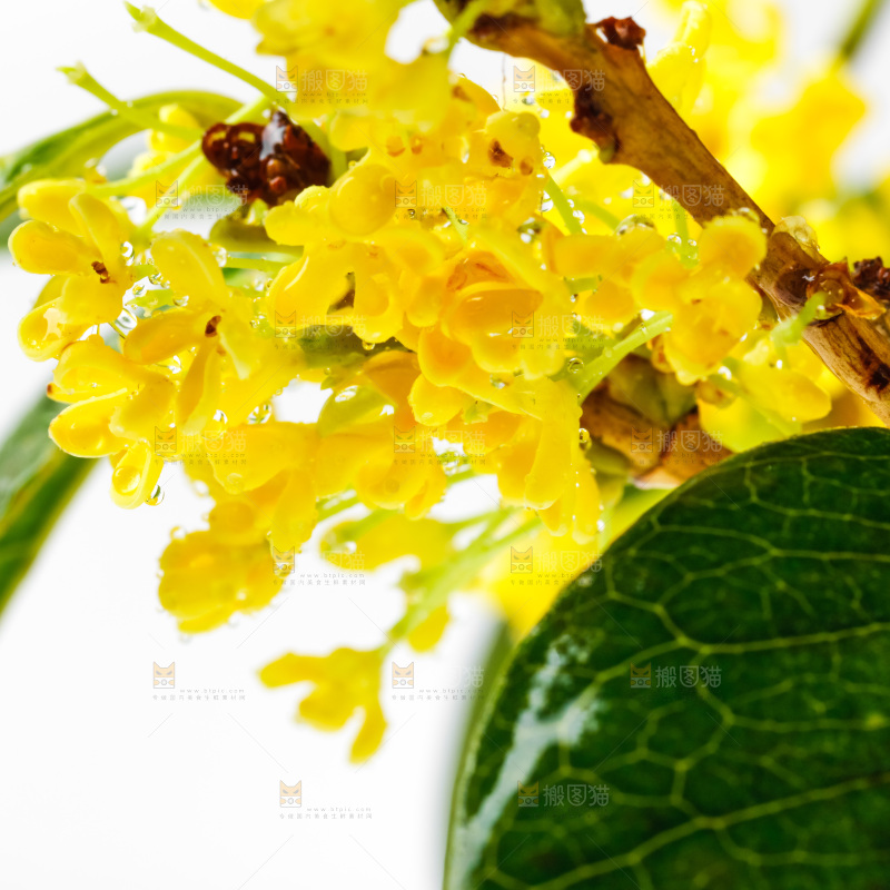 白底上放着新鲜桂花