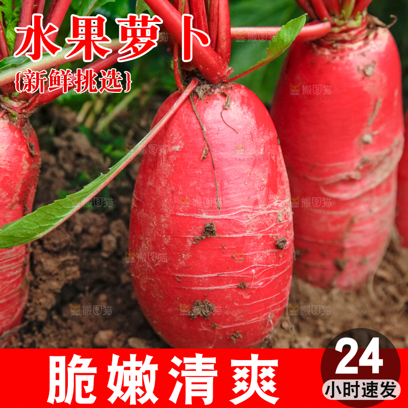 地里长着红萝卜