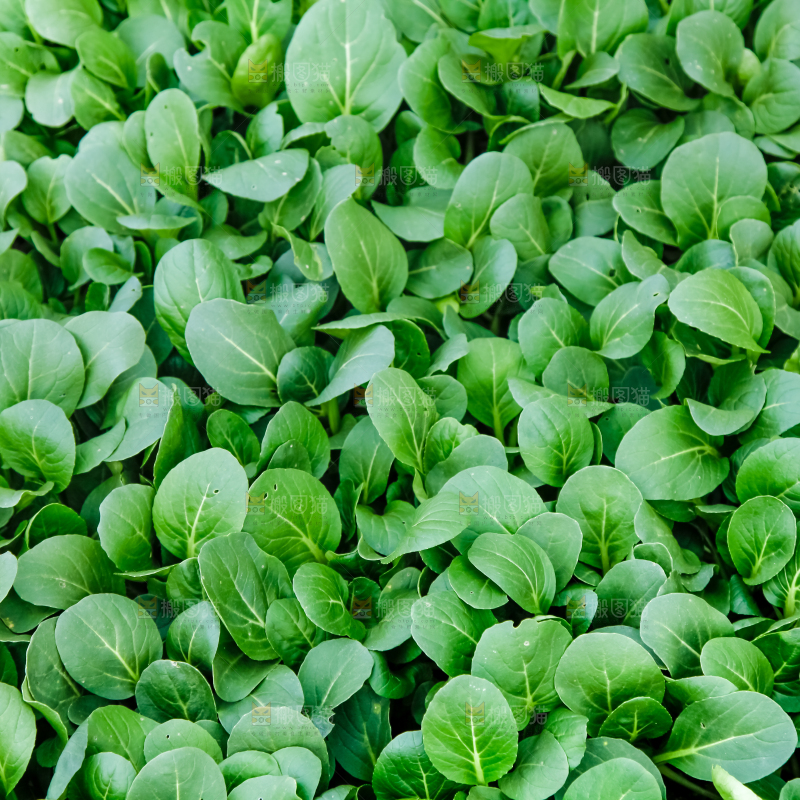 地里种着蔬菜