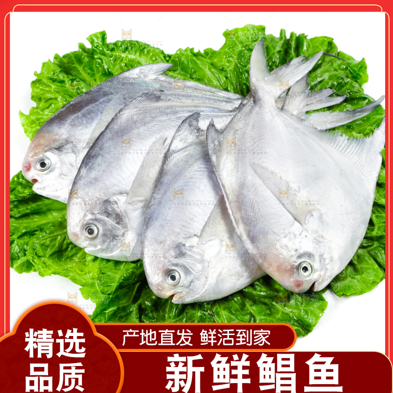 白底上放着银鲳鱼