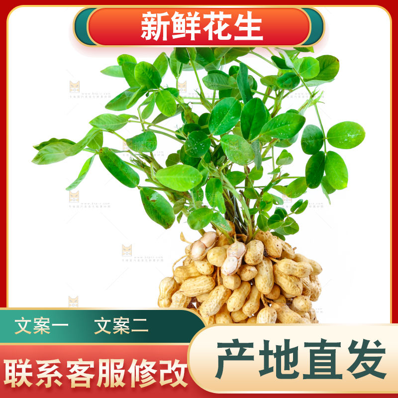白底上的新鲜花生
